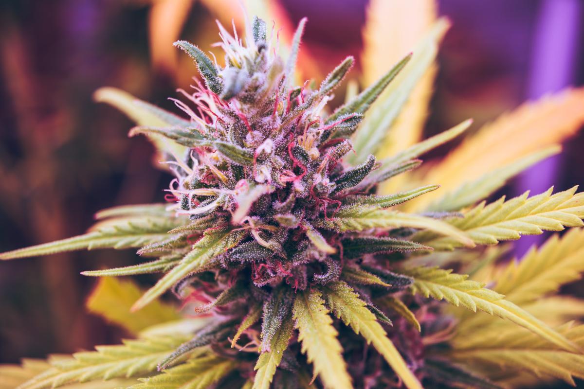 #Weed out