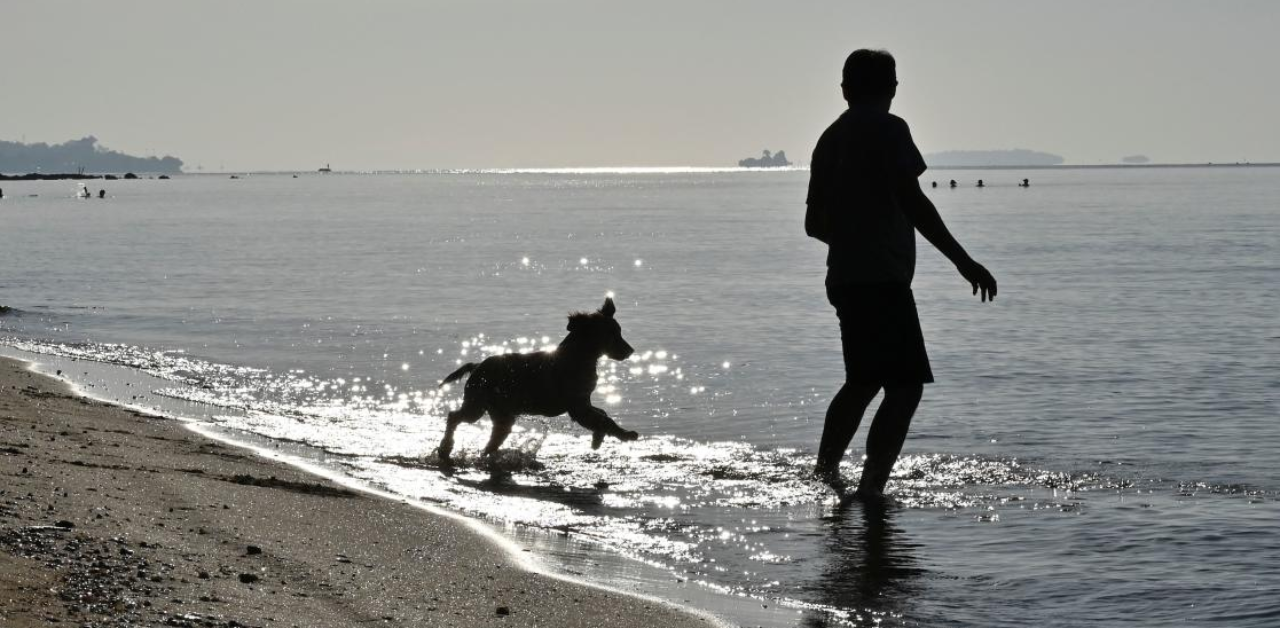 Man and dog: Ancient genetics study reveals complex history