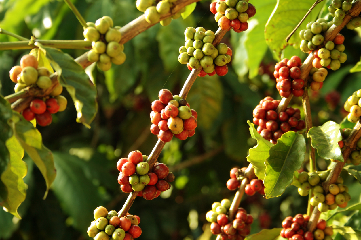 Coffee, cardamom plants destroyed in Somwarpet