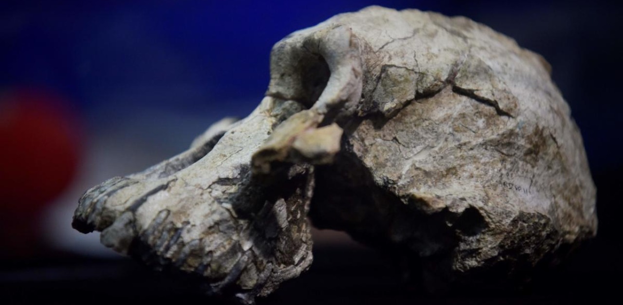 How a human cousin adapted to a changing climate