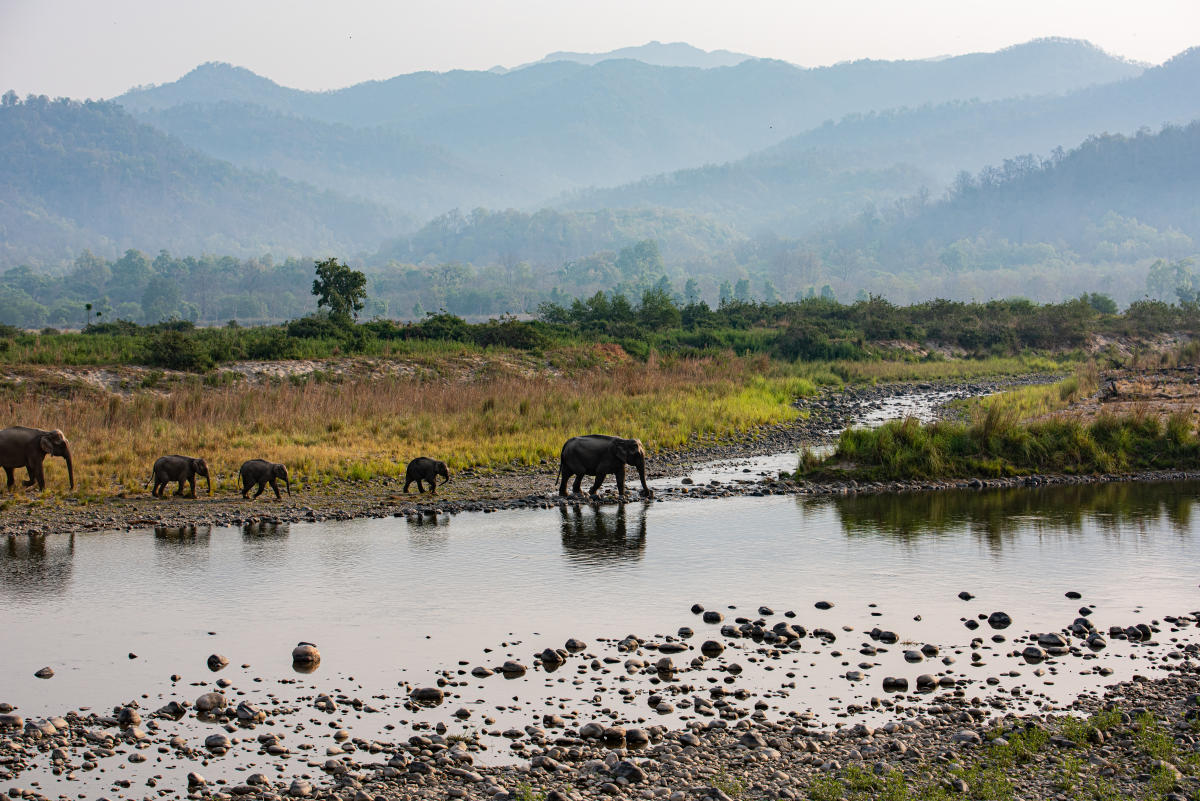The lure of Dhikala Corbett
