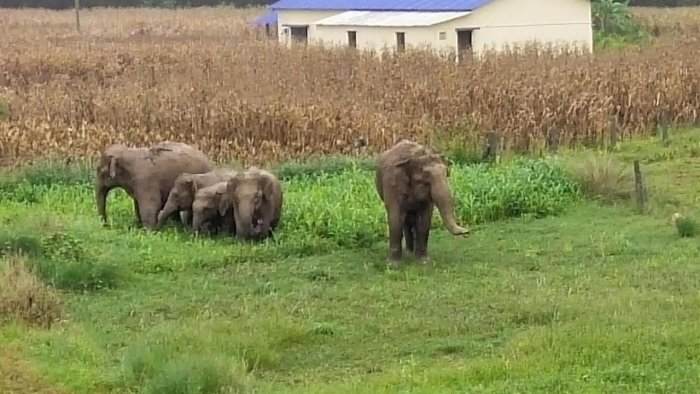 Bannerghatta Biological Park to export 4 elephants to Japan  