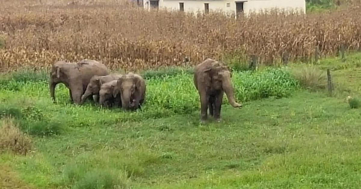 Bannerghatta Biological Park to export 4 elephants to Japan