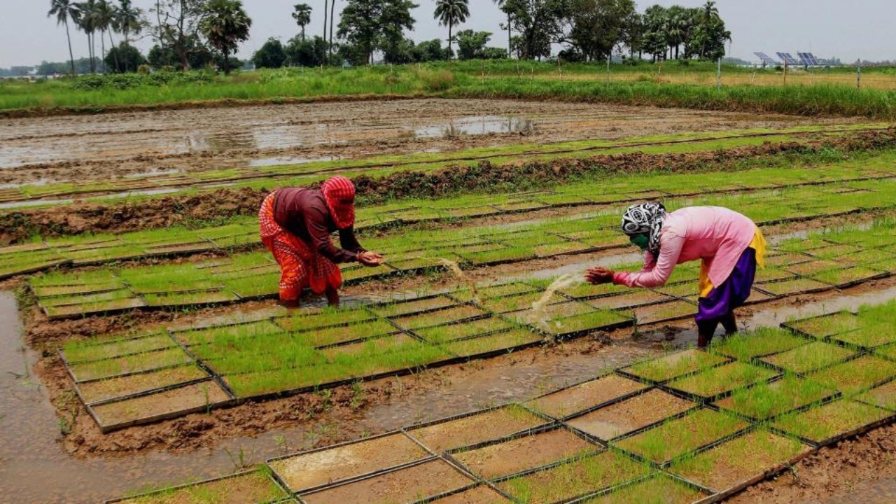 Organic farming: Why couldn’t Karnataka make a mark?