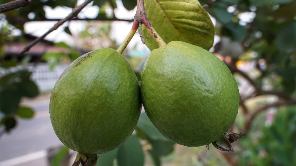 SDRF jawan gets notice for plucking guava from tree at commandant's residence in Lucknow