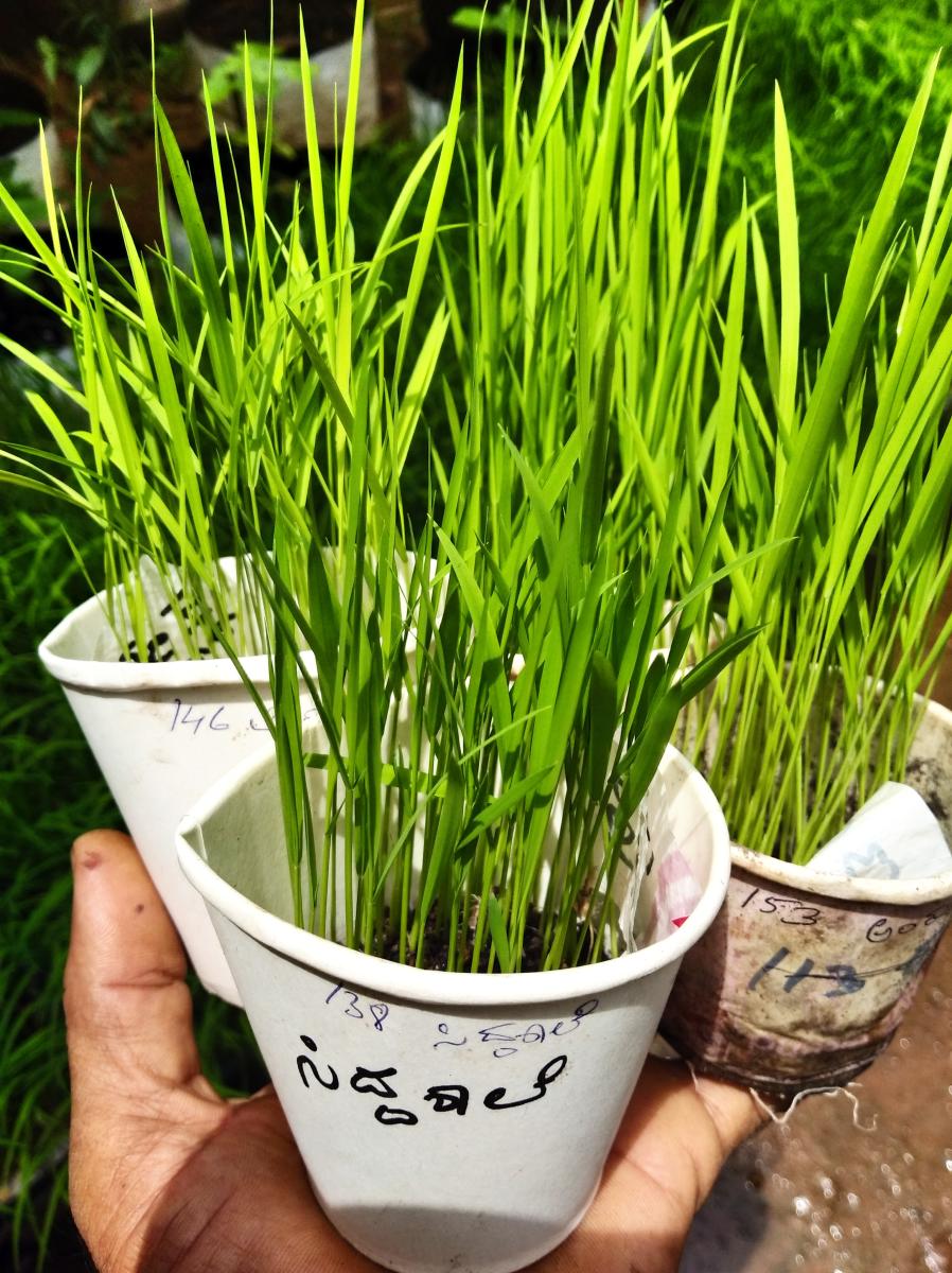 Saving heirloom paddy varieties
