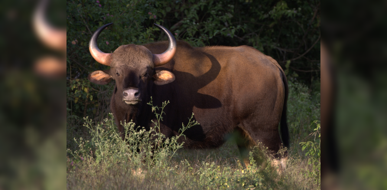 Bison dies hours after being rescued from Pune's residential society
