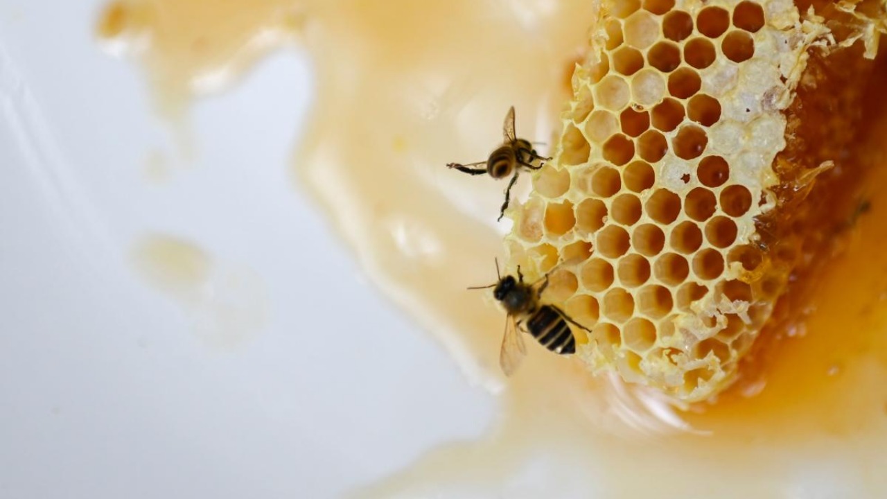 14-year-old boy dies in bee attack
