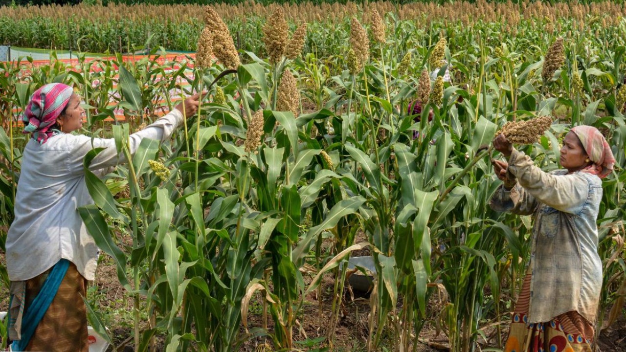 Corporatism as farm laws