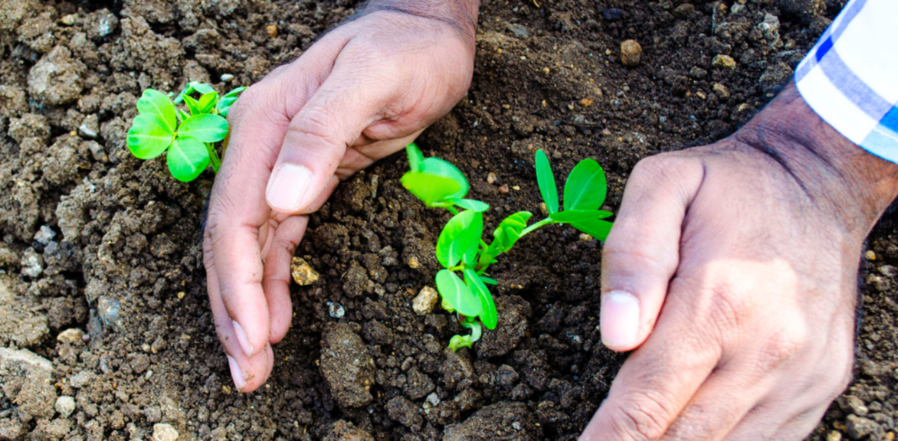 ICAR-IIHR to hold horticultural fair in Bengaluru from February 8