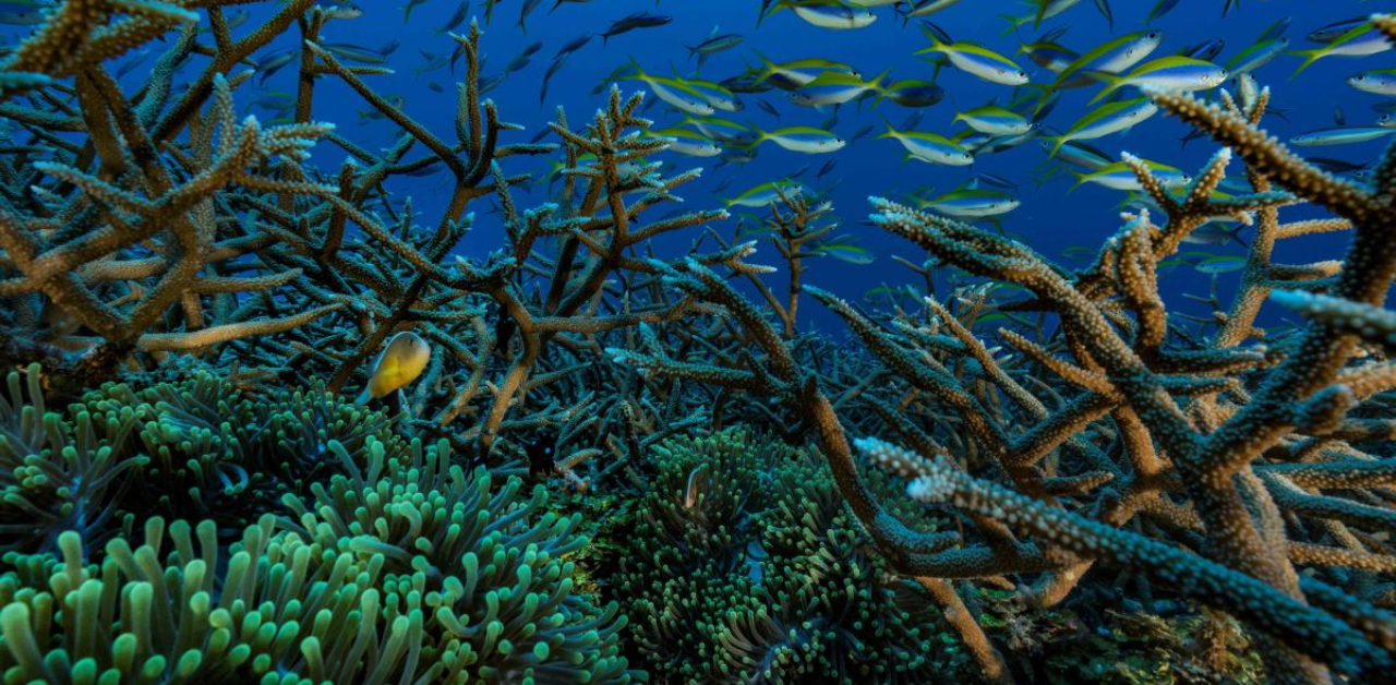 Robot 'jellyfish' to protect endangered coral reefs