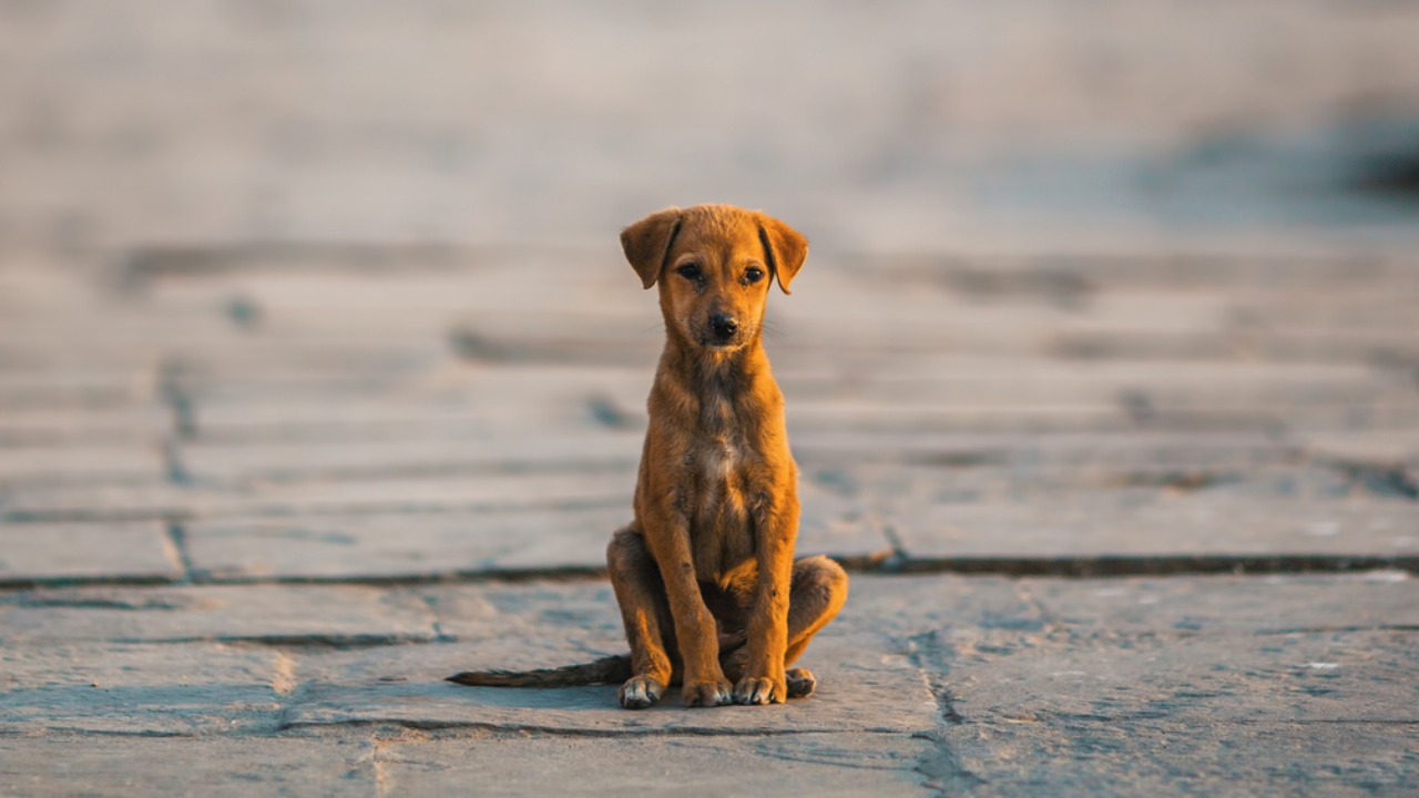 A 'good dog' doesn't need to sit