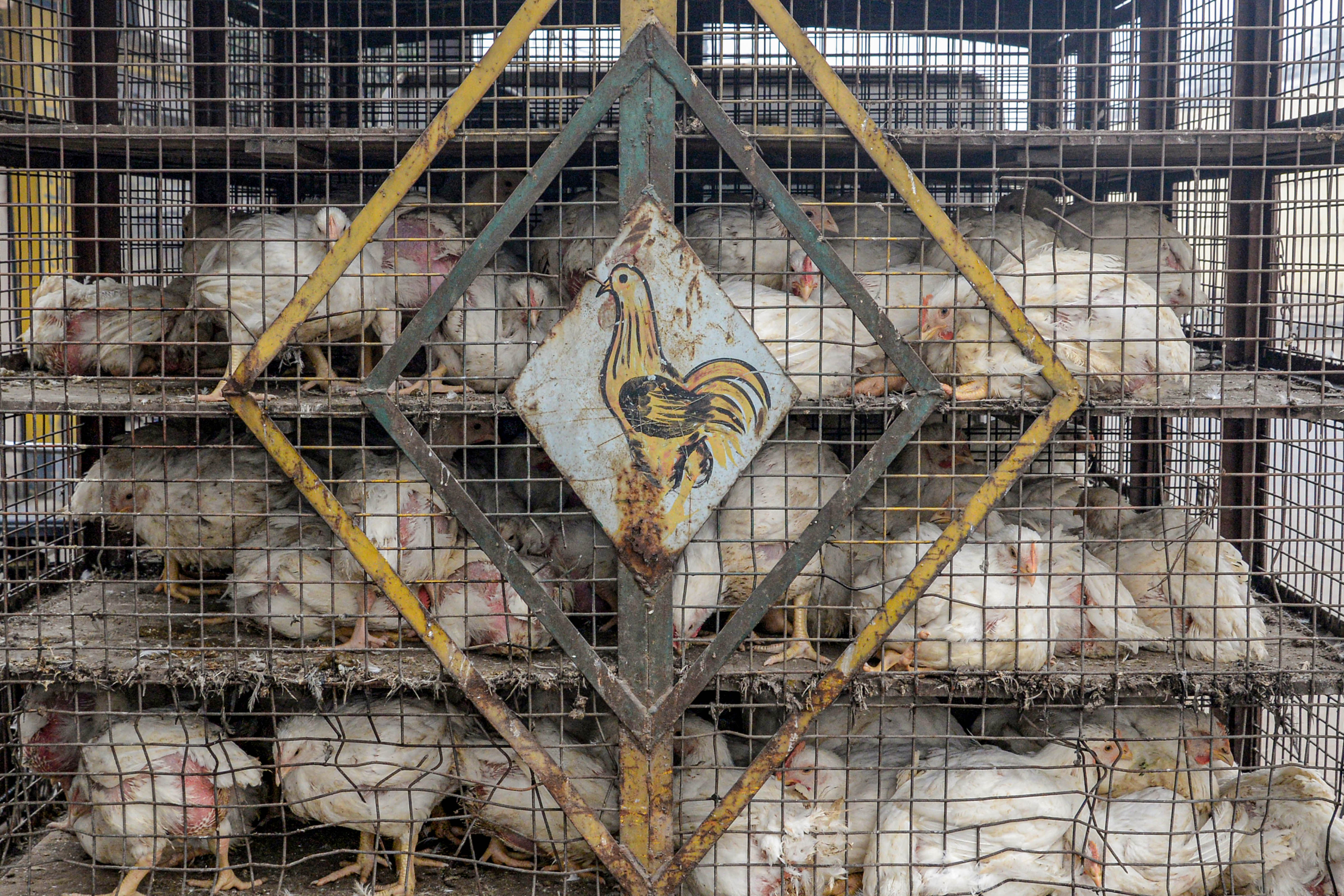 Maharashtra: Over 750 poultry birds to be culled in Hingoli on January 23