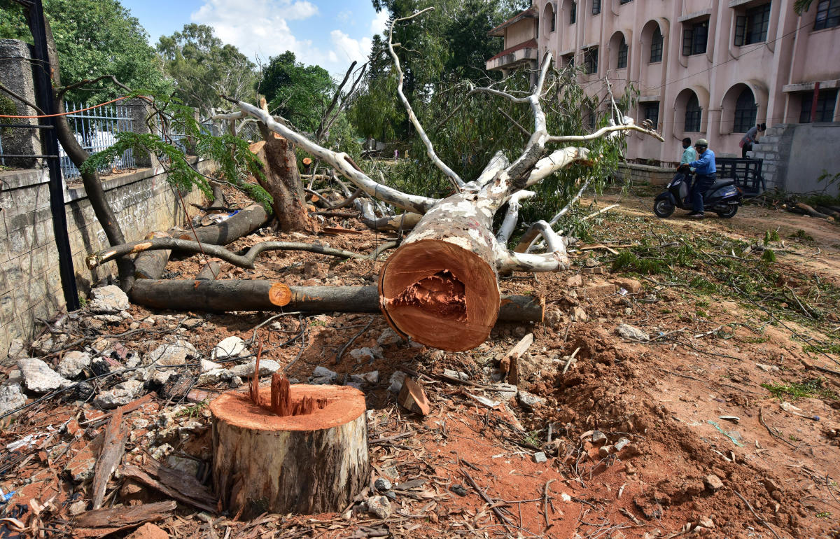 Trees axed on Bannerghatta Road to make way for the metro work on Wednesday. DH photo/Irshad Mahammad