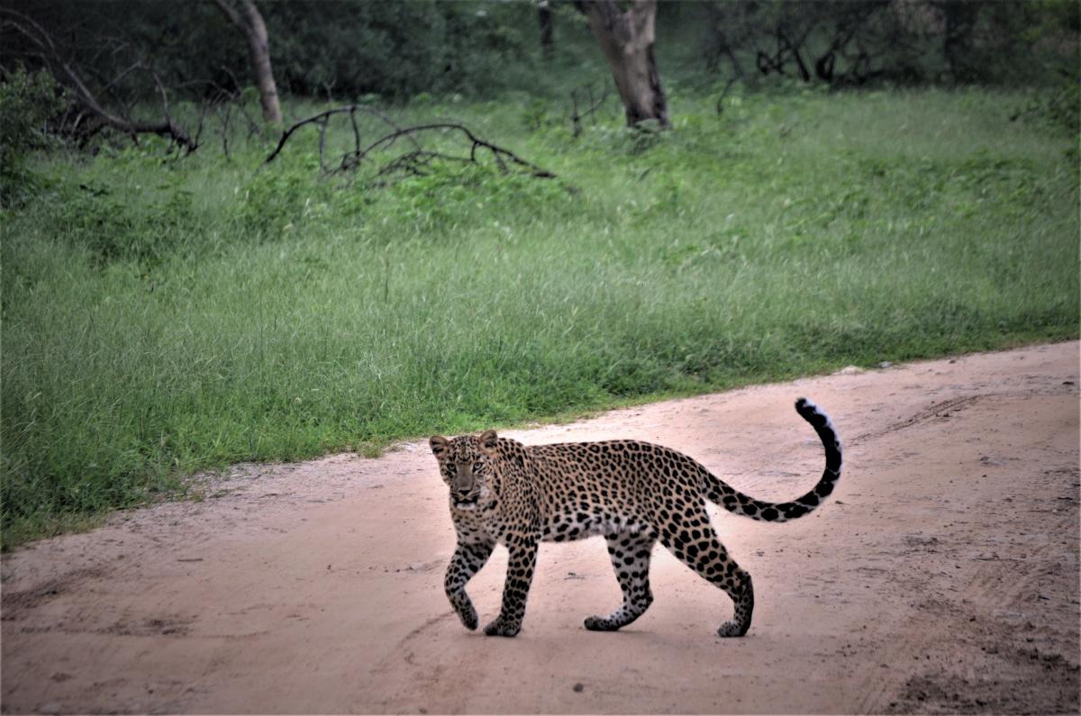 The wild side of Jaipur
