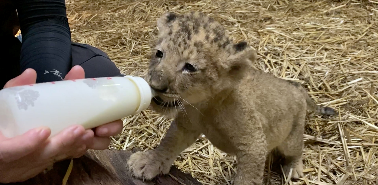 Lion cub Simba born in Singapore via artificial insemination