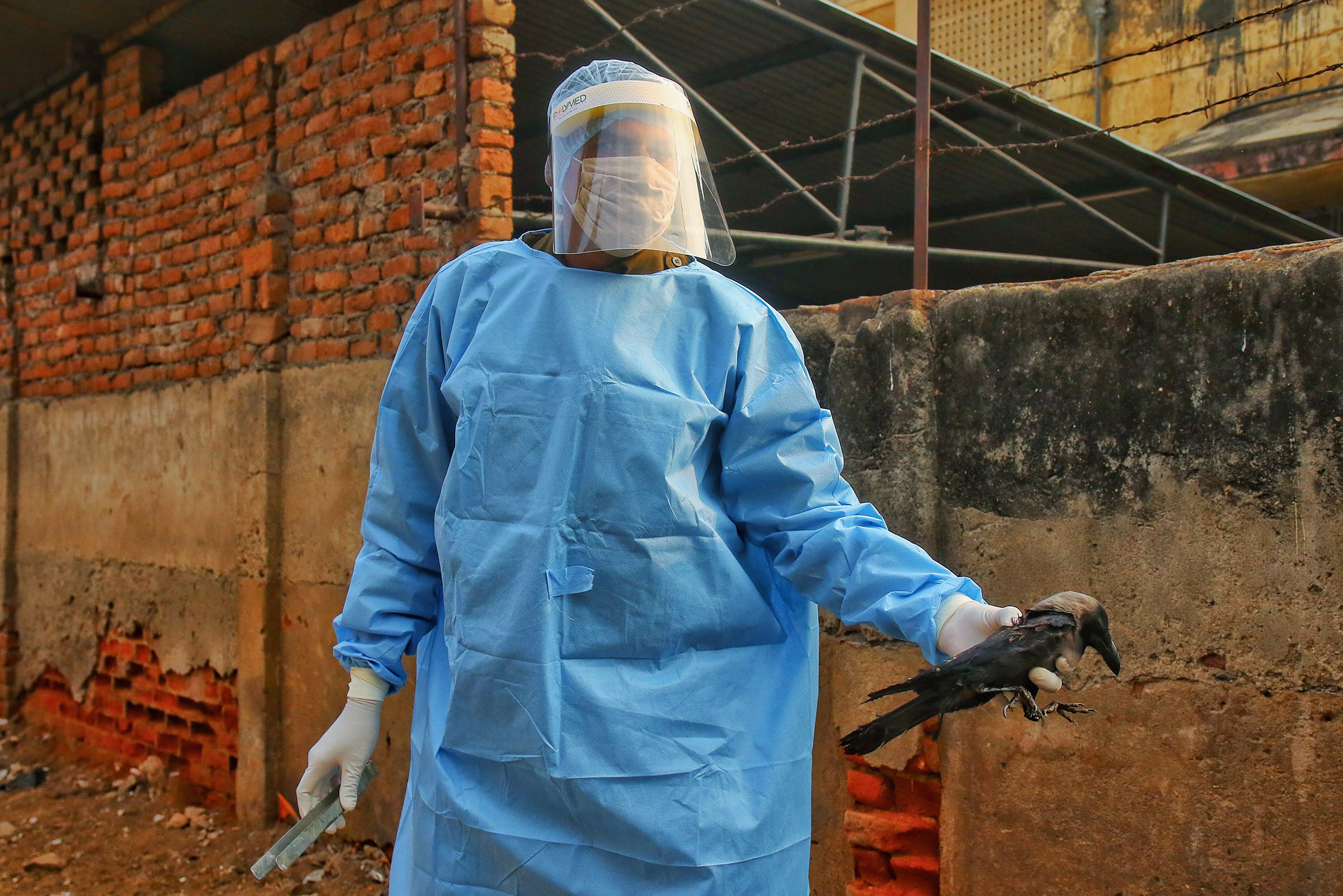 Bird flu scare: 94 more birds found dead in Rajasthan