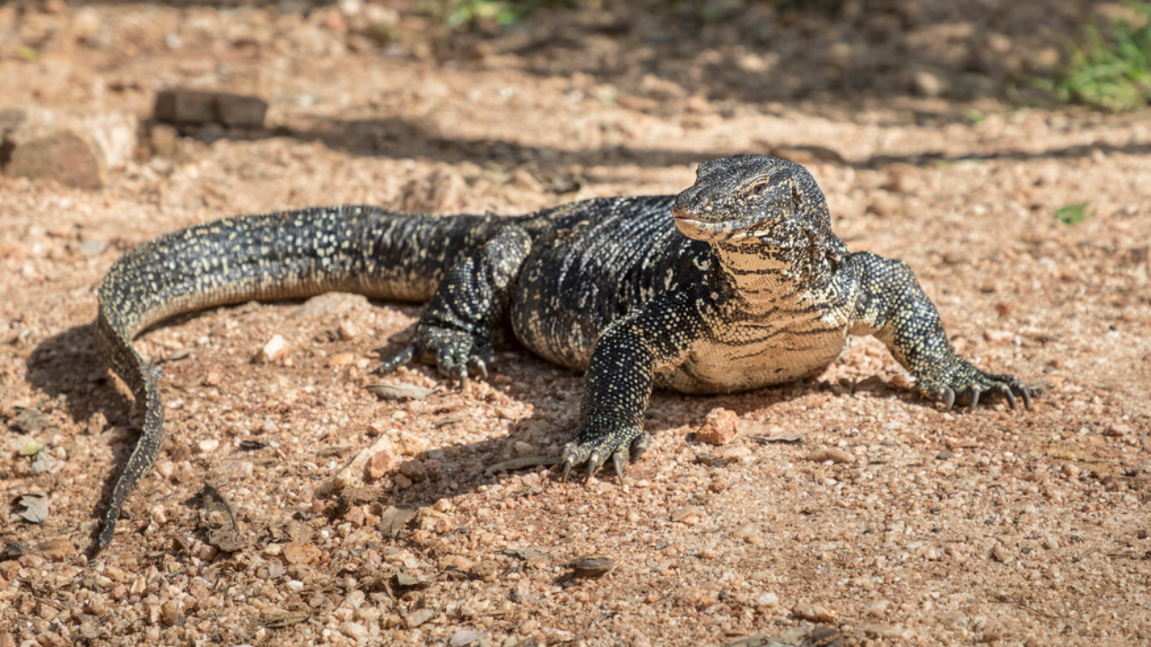 WWF-India and TRAFFIC step up campaign to prevent trade of monitor lizard
