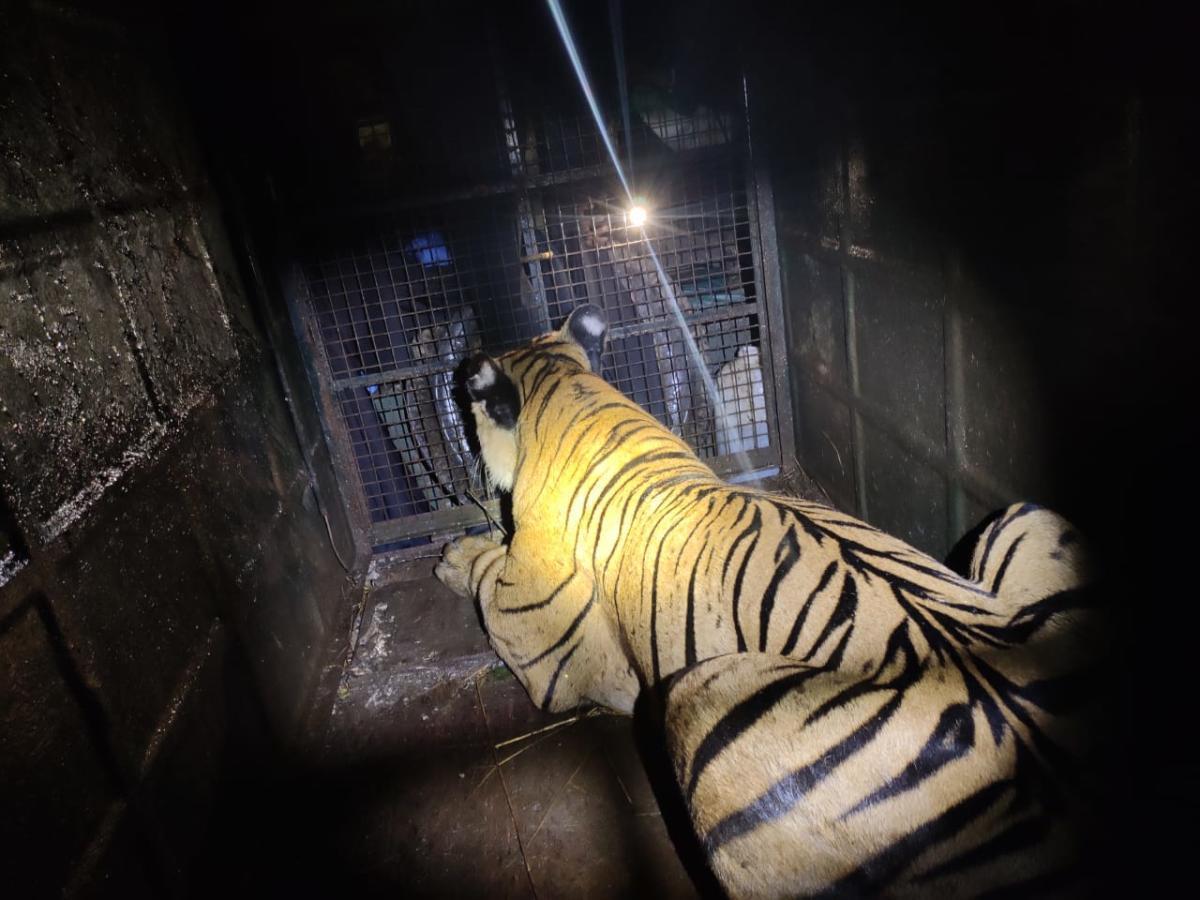 Tiger menace in Kodagu leaves villagers jittery