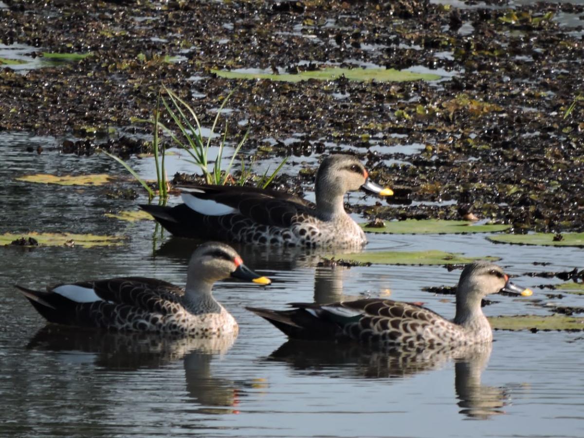 Migratory birds add colours to water bodies in Hassan district