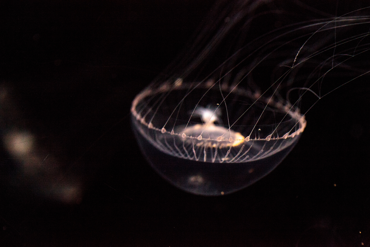 How a glowing jellyfish threw much light on cells