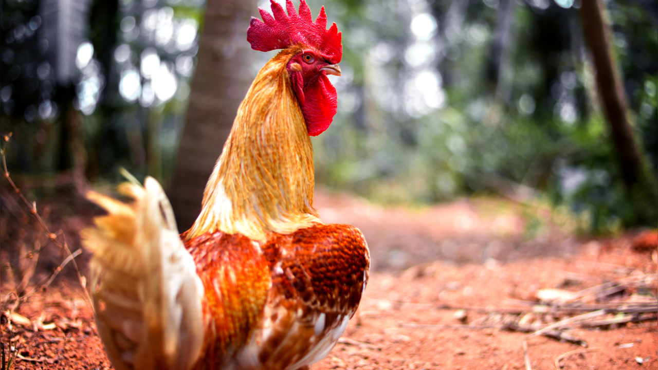 Rooster kills owner with cockfight blade