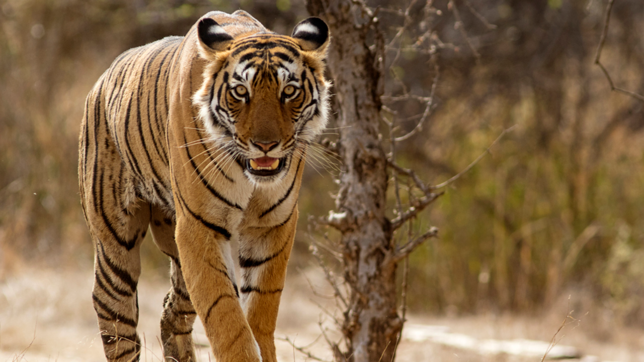 Centre sets up SIT to probe tiger deaths in Karnataka's MM Hills