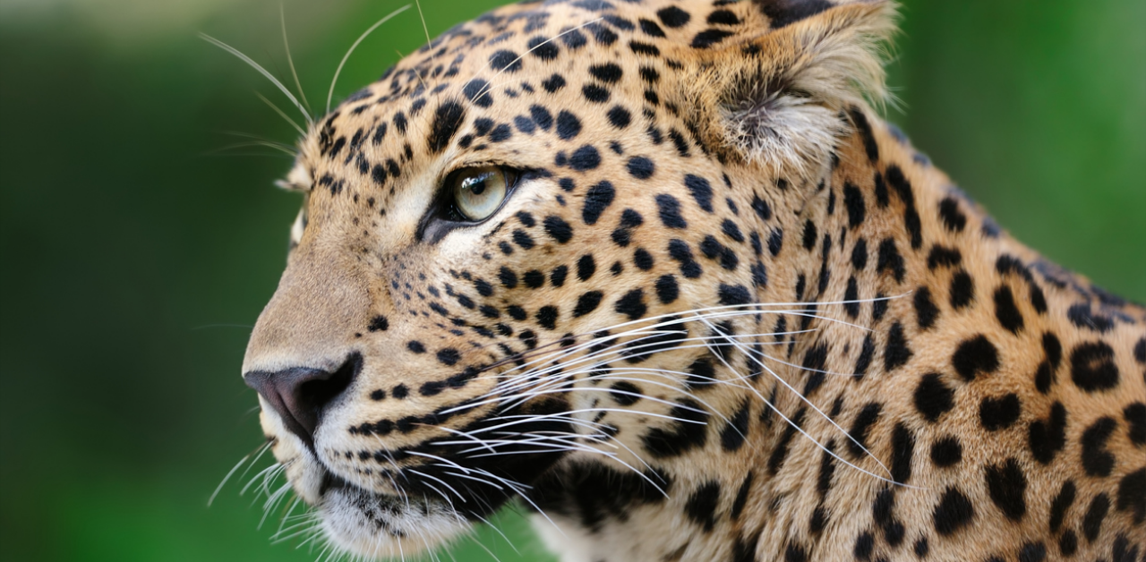 Leopard hit by vehicle dies in Hiriyur taluk
