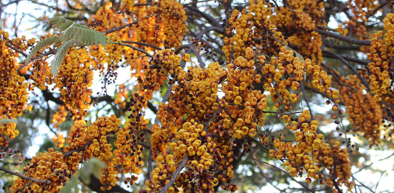 Indian Institute of Science in Bengaluru is a botanist’s delight