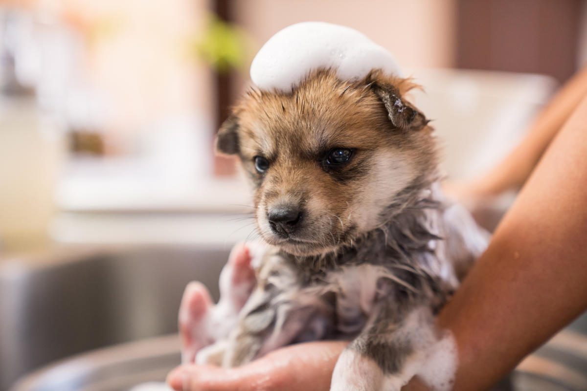 What pet parents don't (often) tell you