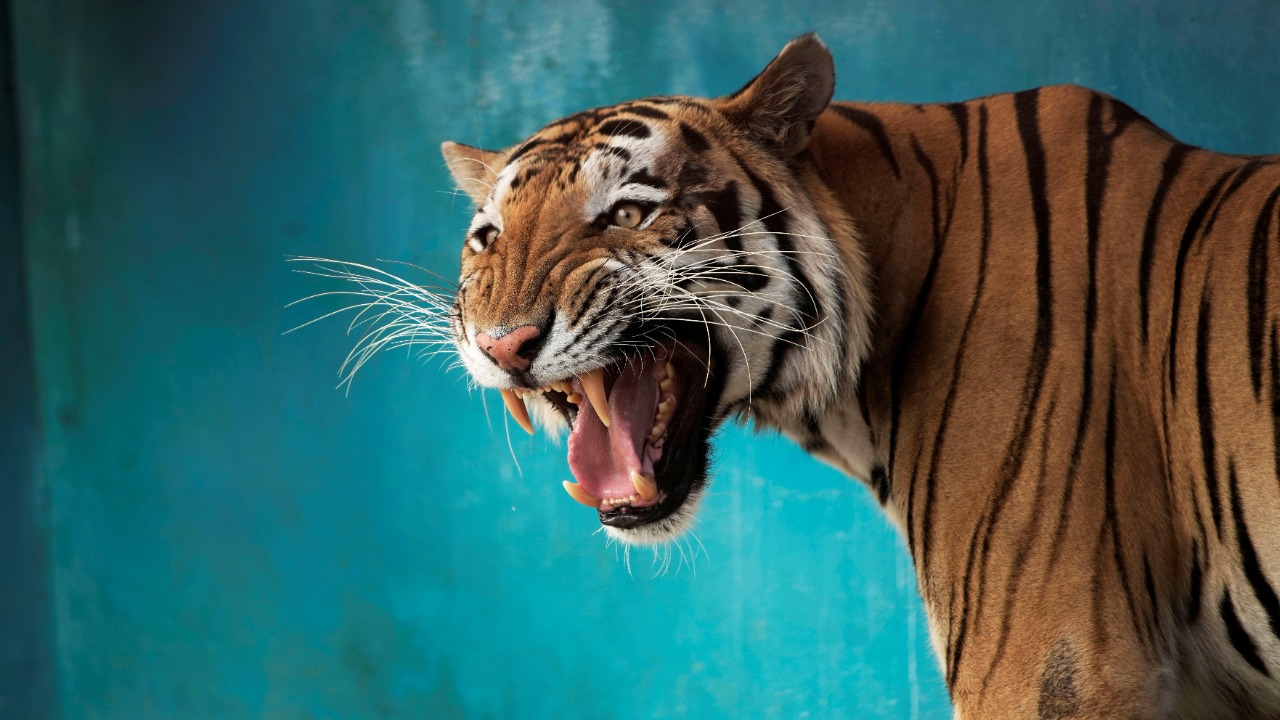 A wandering tiger unnerved Houston; the man who fled with it is a murder suspect