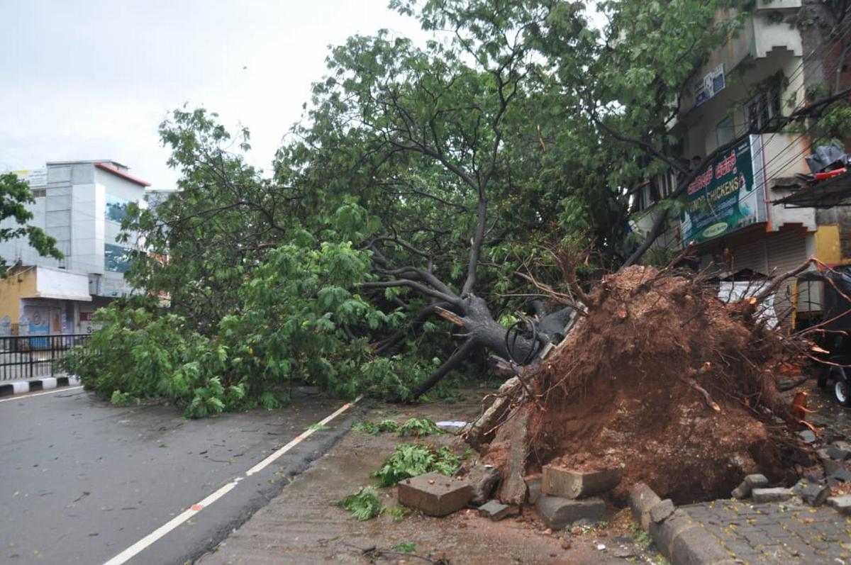 Heavy rain lashes Mandya, uproots trees