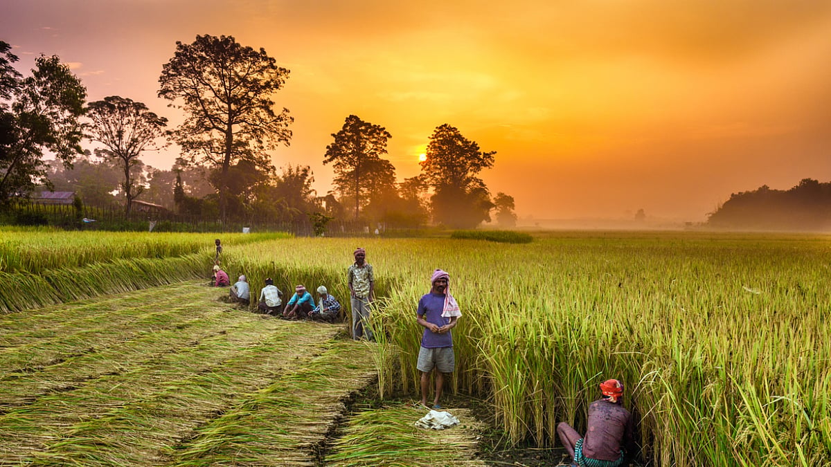 Kharif sowing gains momentum: Rice, millets surge; oilseeds, cotton lag