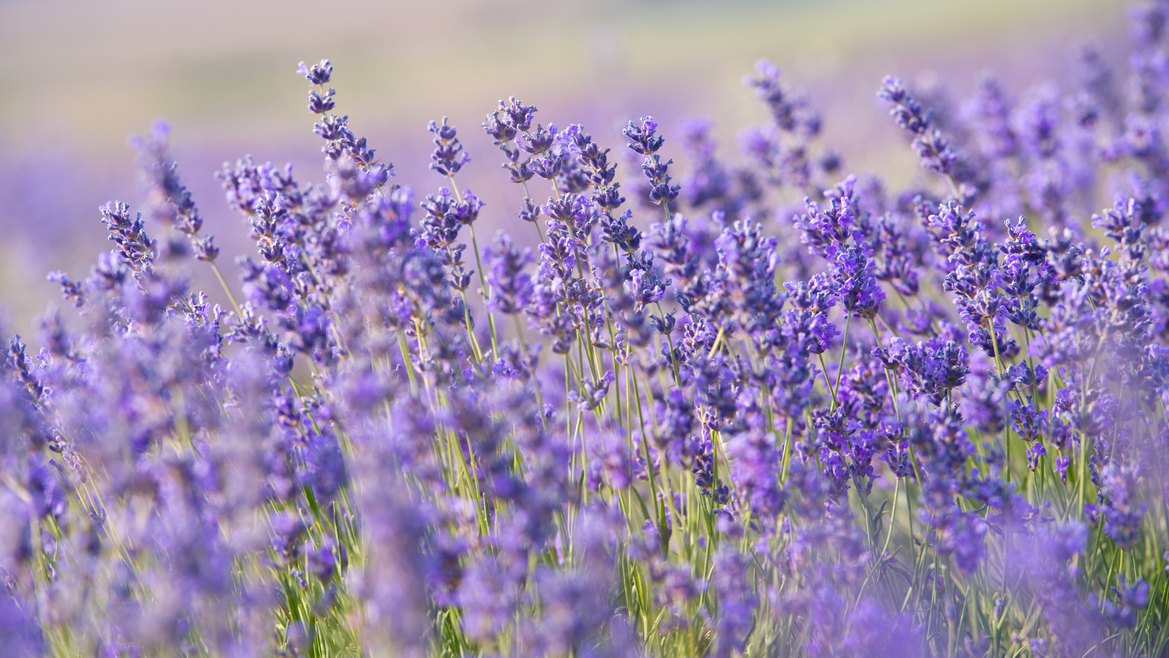 A purple revolution in J&K's Bhaderwah helps farmers