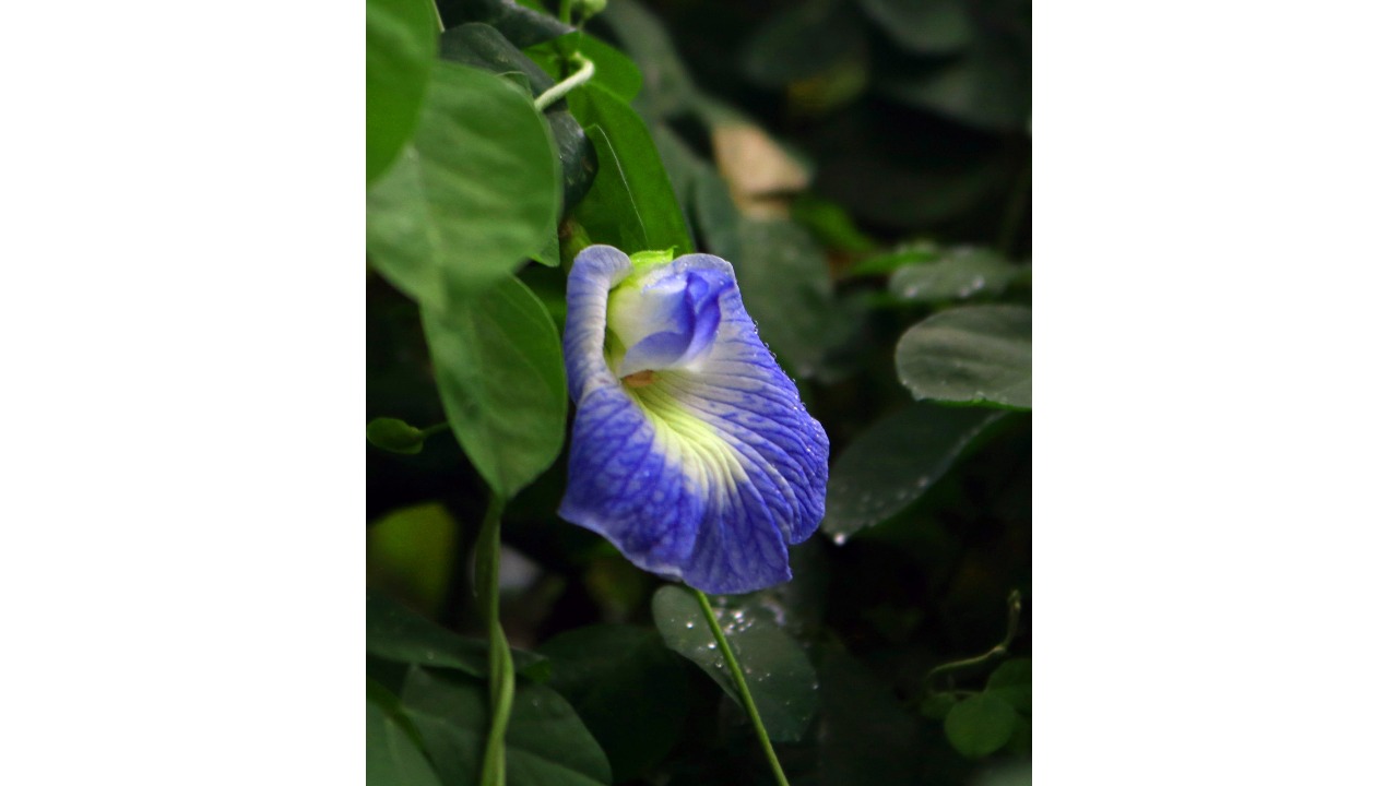 This flowering plant may hold treatment for Alzheimer's
