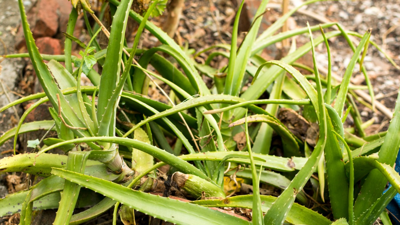 Aloe vera chemical may be of use in memory chips: IIT Indore study