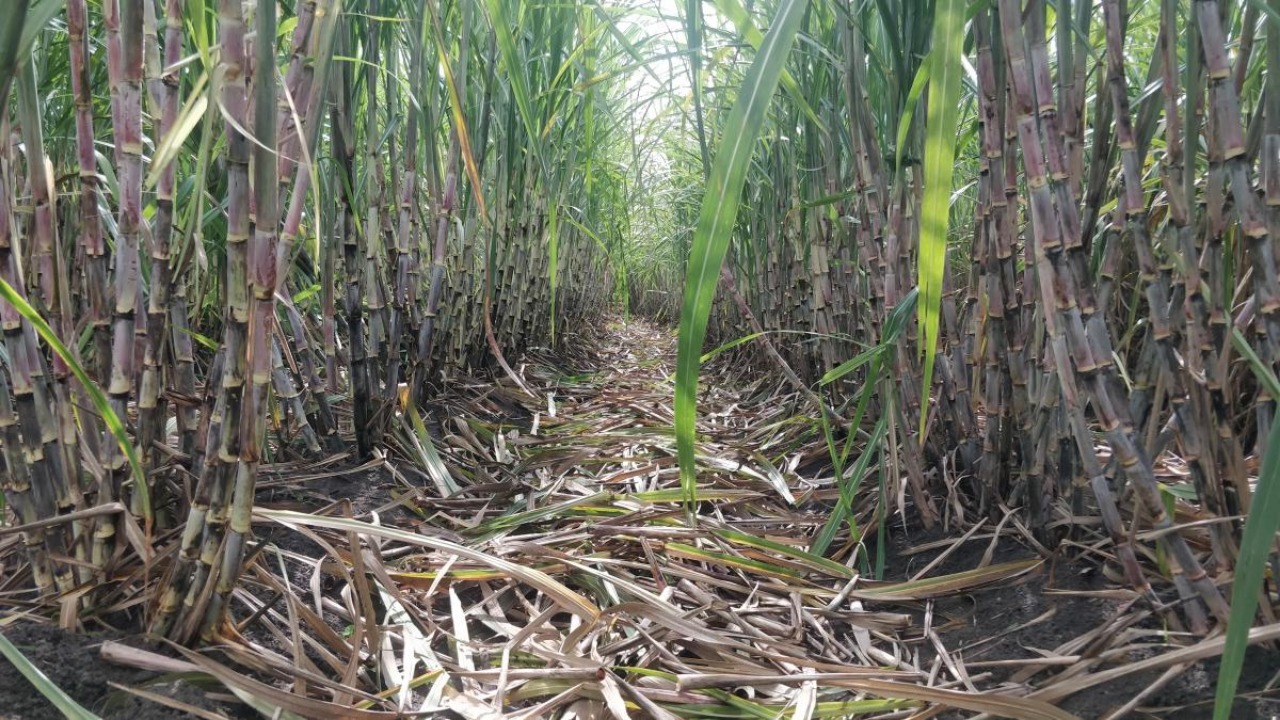 30 acres of sugarcane crop gutted in Karnataka's Bhiradi village