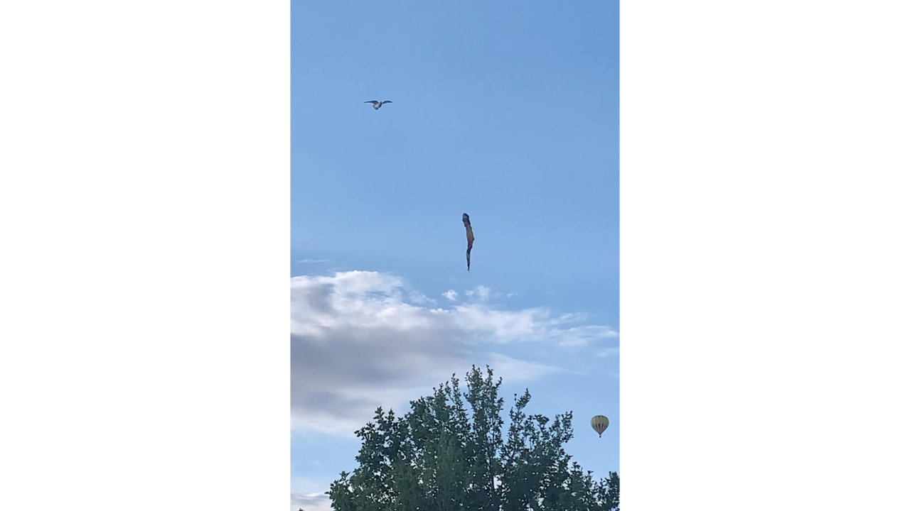 Five dead in New Mexico hot air balloon crash