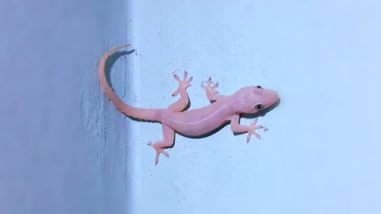 The 'Tiktikis' of Kolkata
