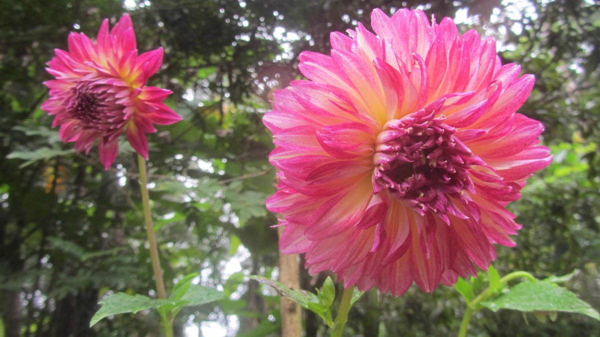 Colourful Dahlias create a wonderland in monsoon