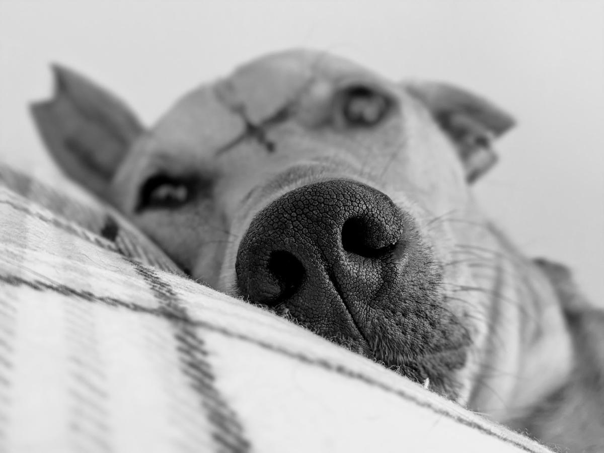 The science behind the sniff