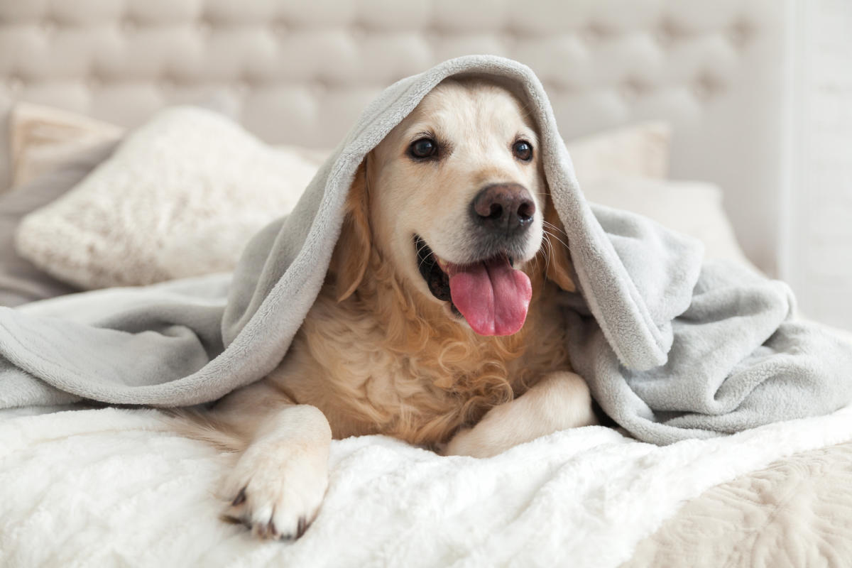 Winter care tips for dogs