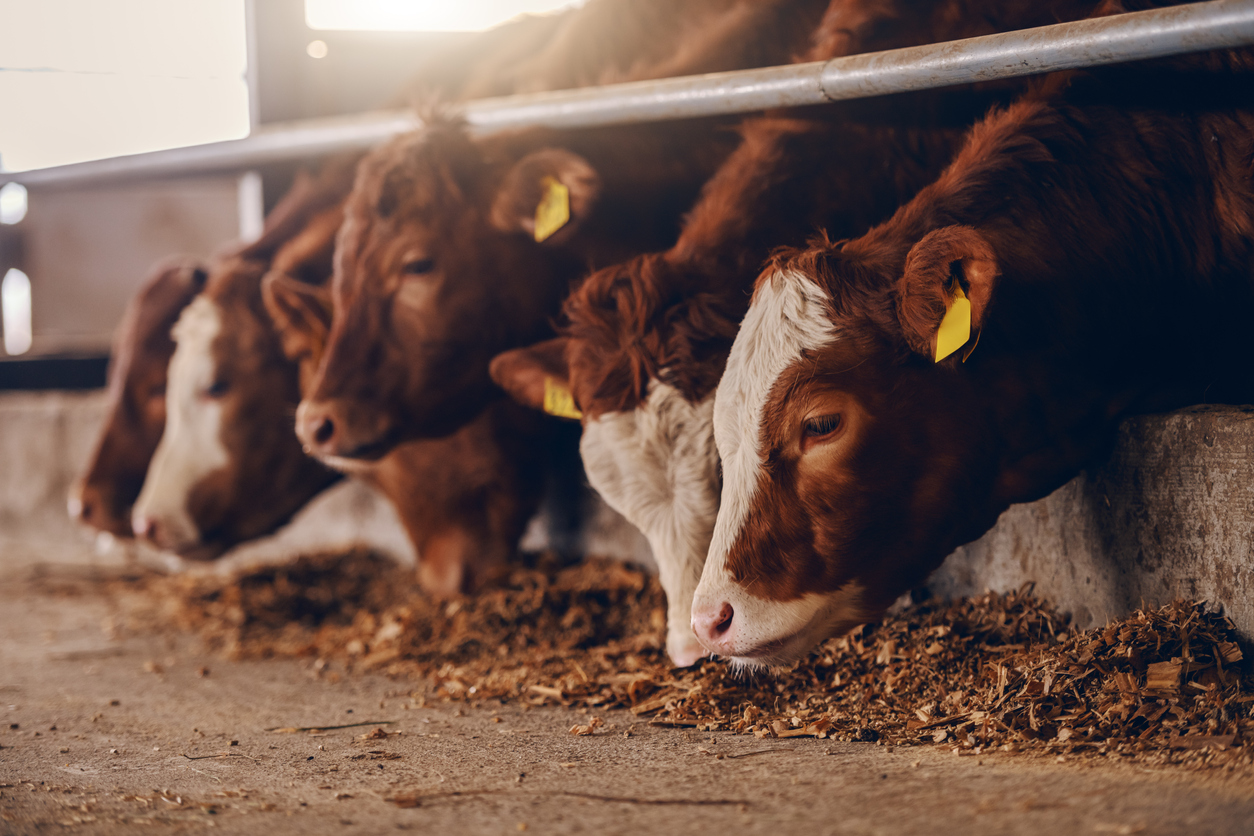 Cattle found dead in coffee estate, poisoning suspected