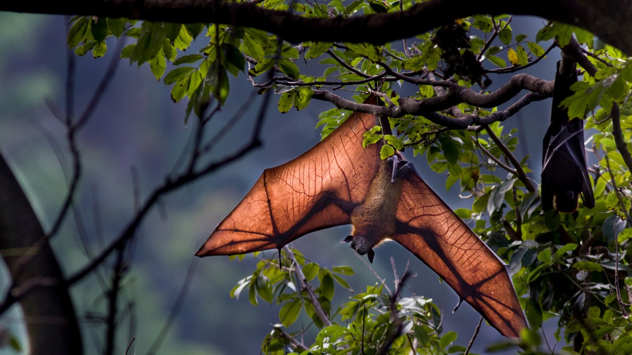 Could bats hold the secret to healthy ageing?