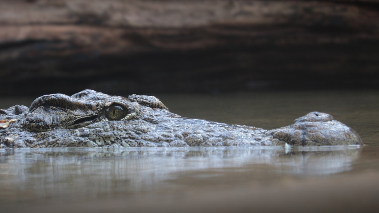 Farmer killed in crocodile attack in Karnataka's Vijayapura 