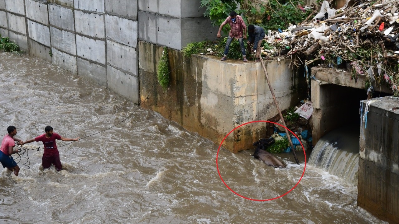 Youths give their all to save cow from raging Vrushabhavathi river