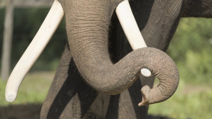 Elephant enters Durga Puja pandal, about 24 injured in stampede-like situation