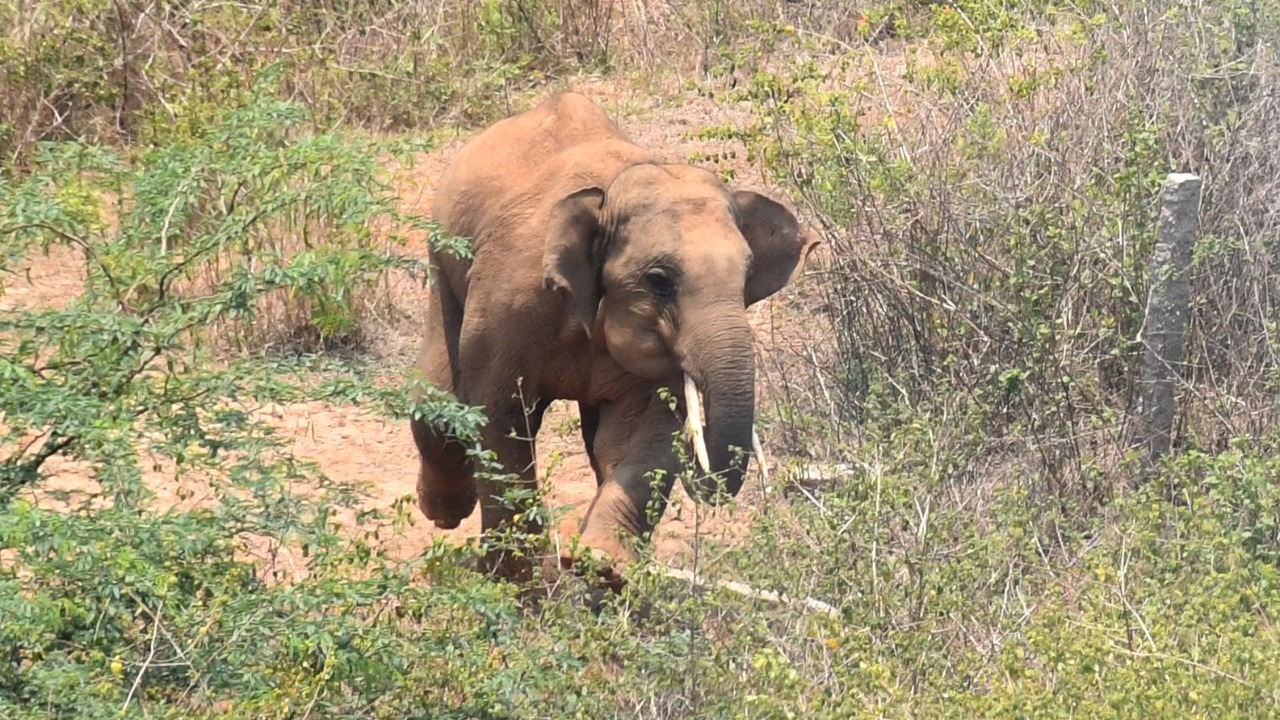 Elephant enters Tibetan settlement in Hunsur, creates panic among residents