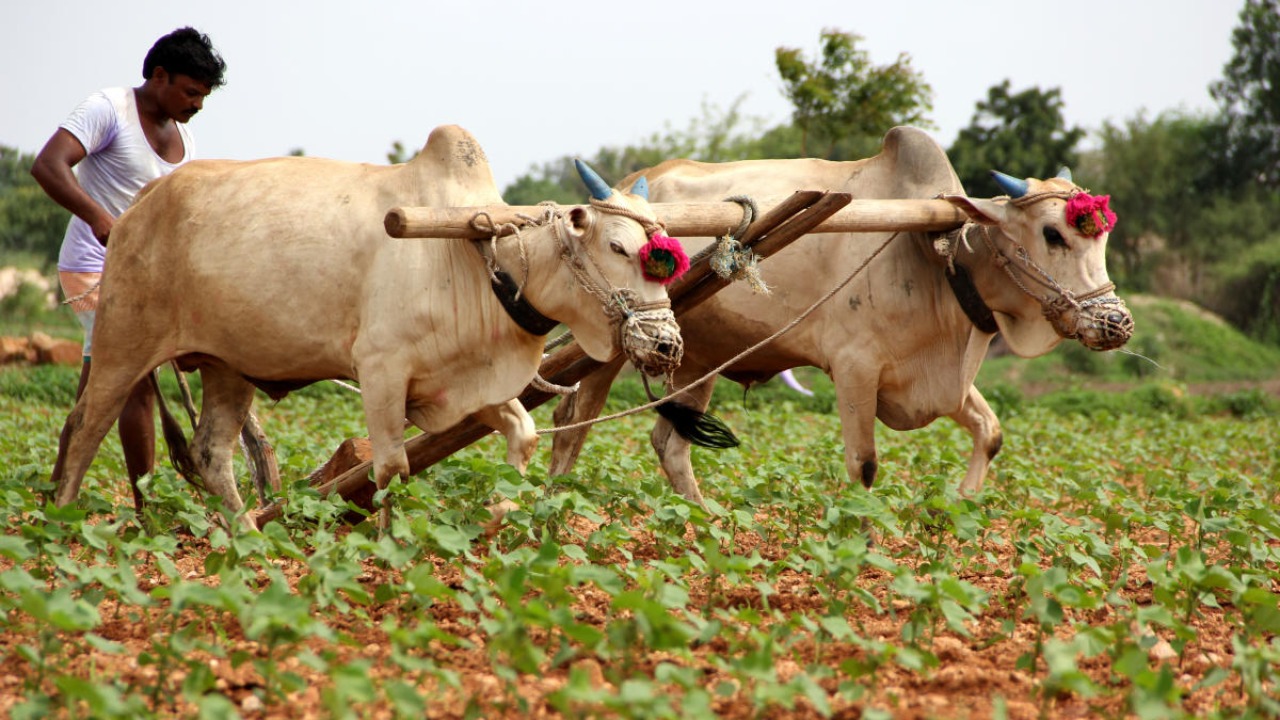 Bt cotton, maize field trials: Forest dept gets 200 responses