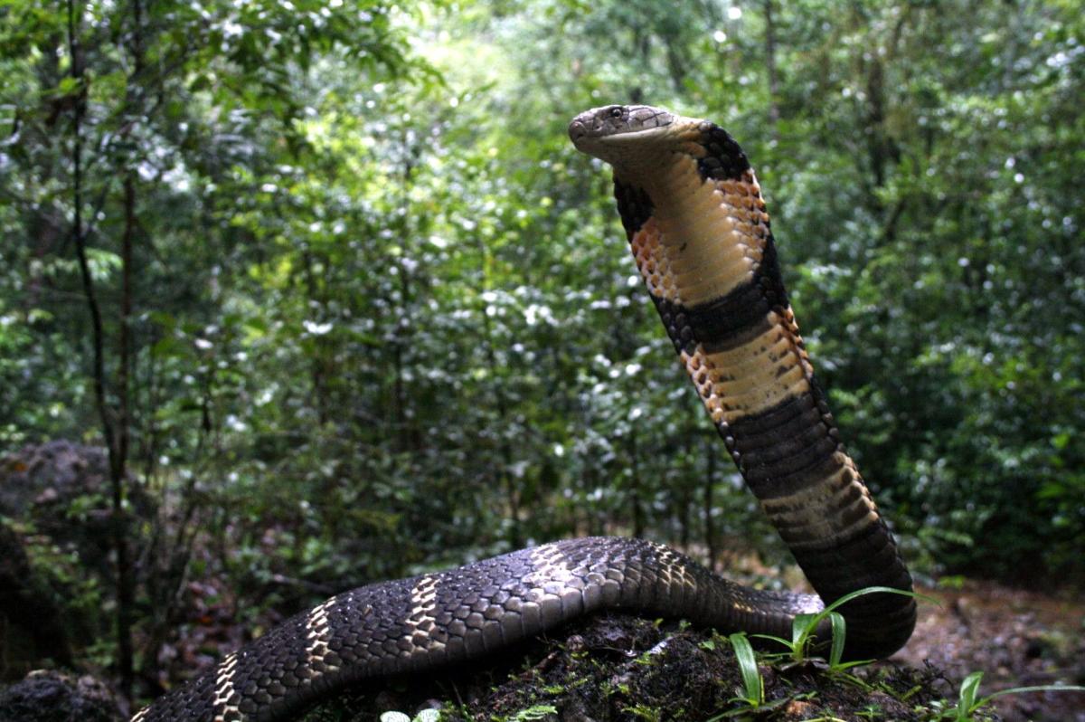 Bengaluru to get serpentarium, anti-venom unit